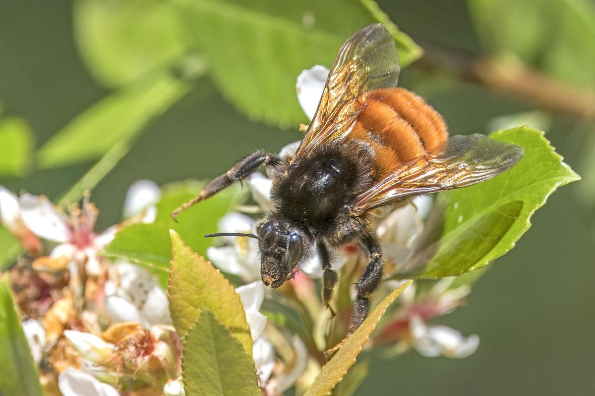 Bumble