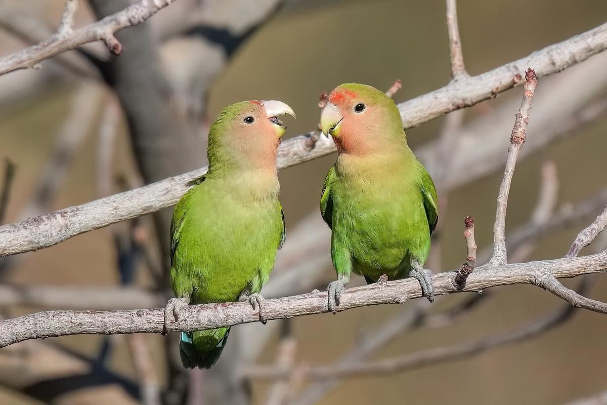 couple in their